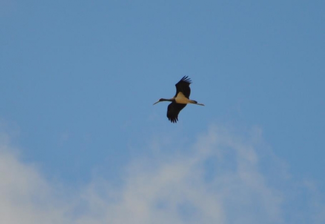 Disfruta de las aves duranle el camino